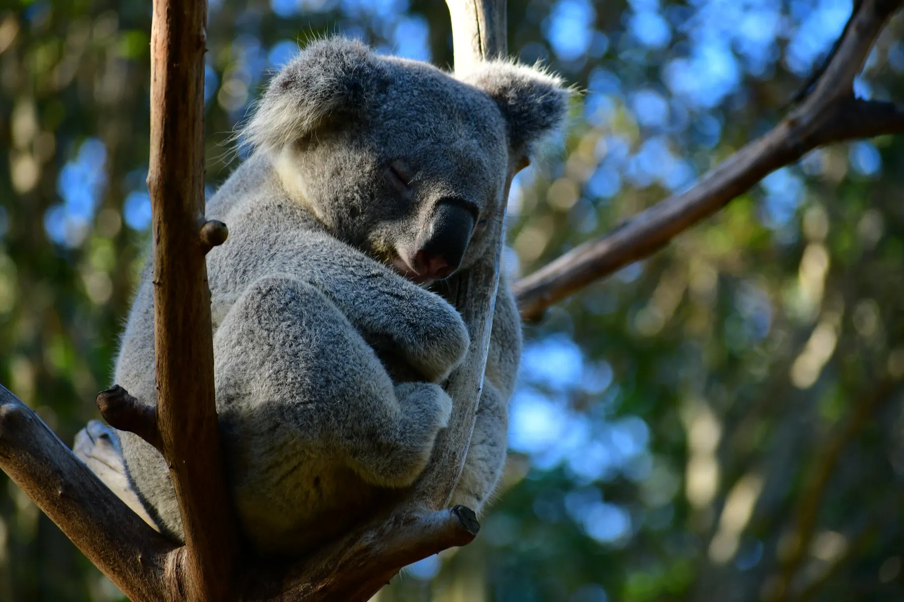 A koala resting in a eucalyptus tree